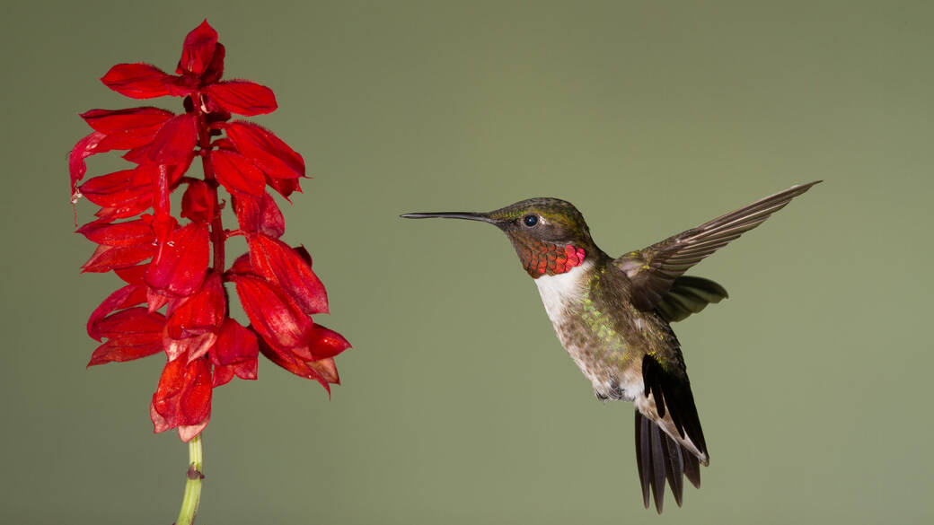 hummingbird