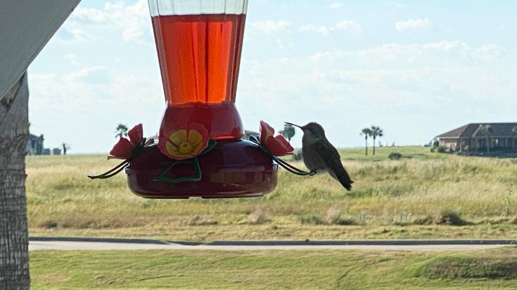 Hummerbird Feeder