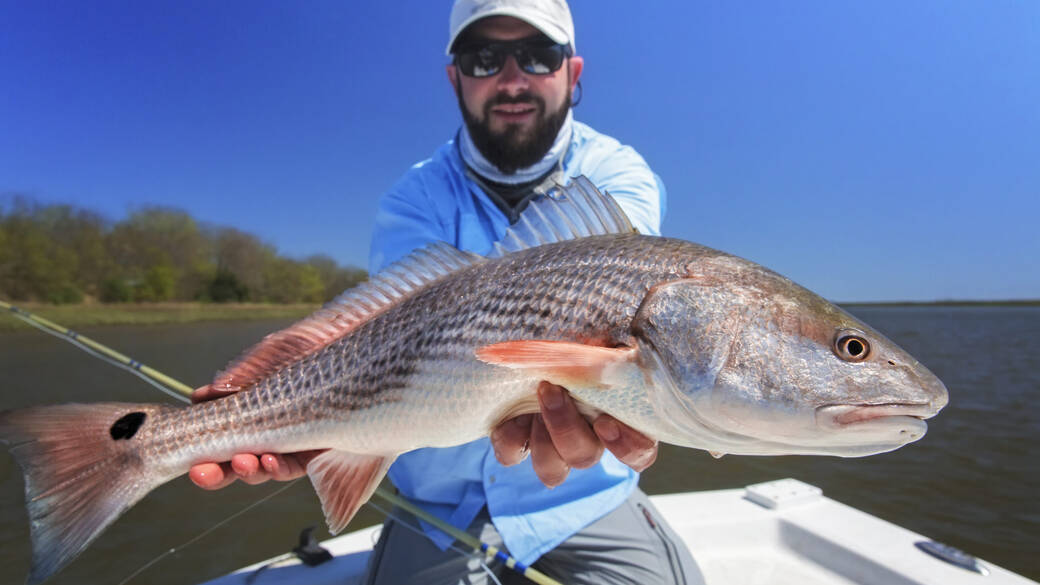 Redfish