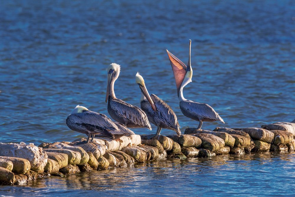 pelicans