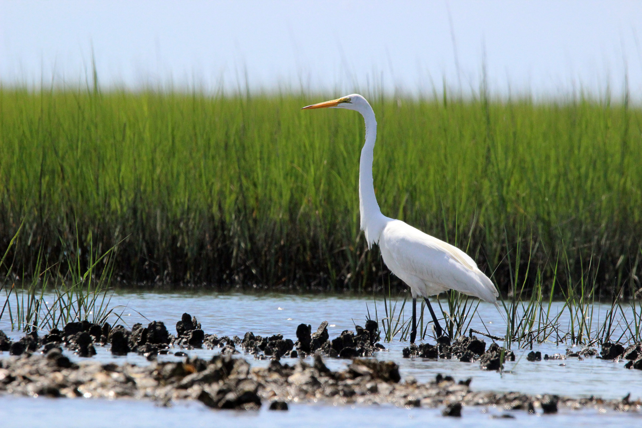 Great egret walking along oyster bed in Islands of Rockport