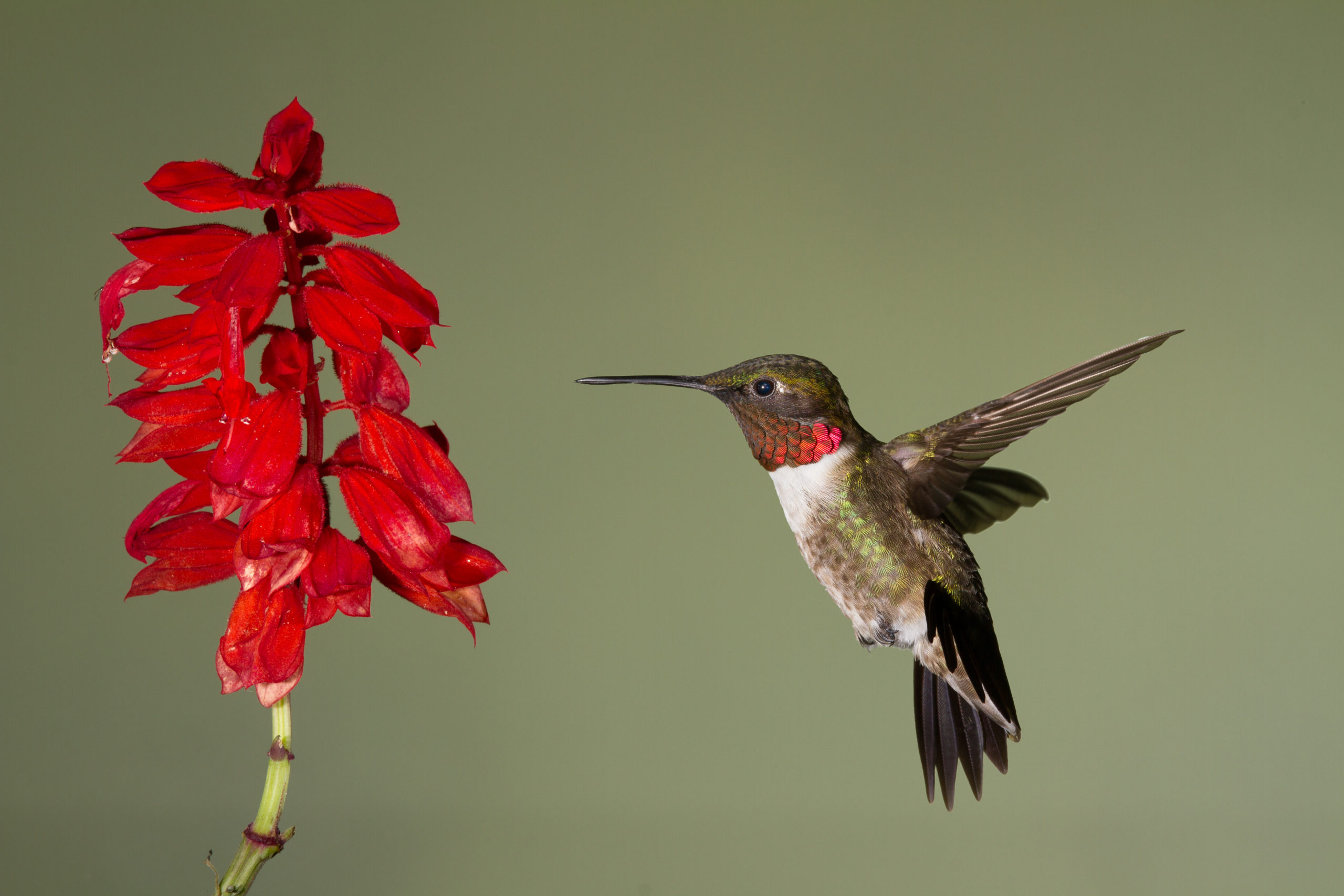 hummingbird