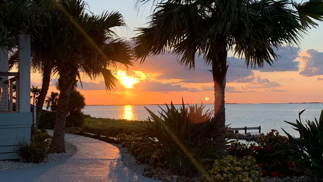 Oceanfront view with palm trees at sunrise 